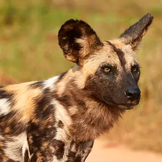 African wild dog portrait