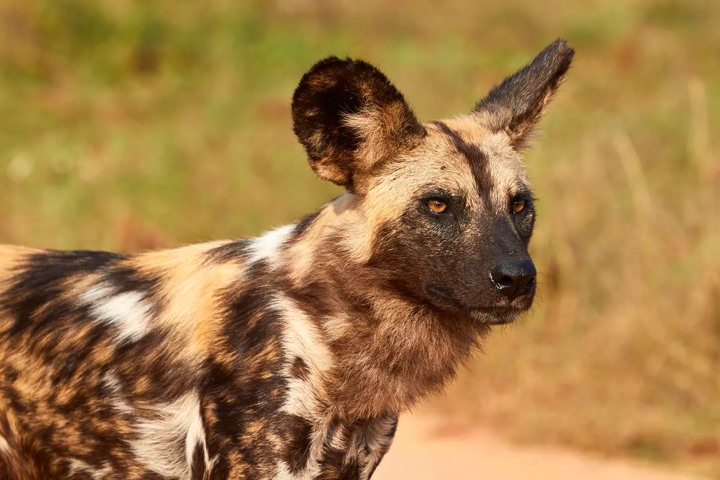 African wild dog portrait