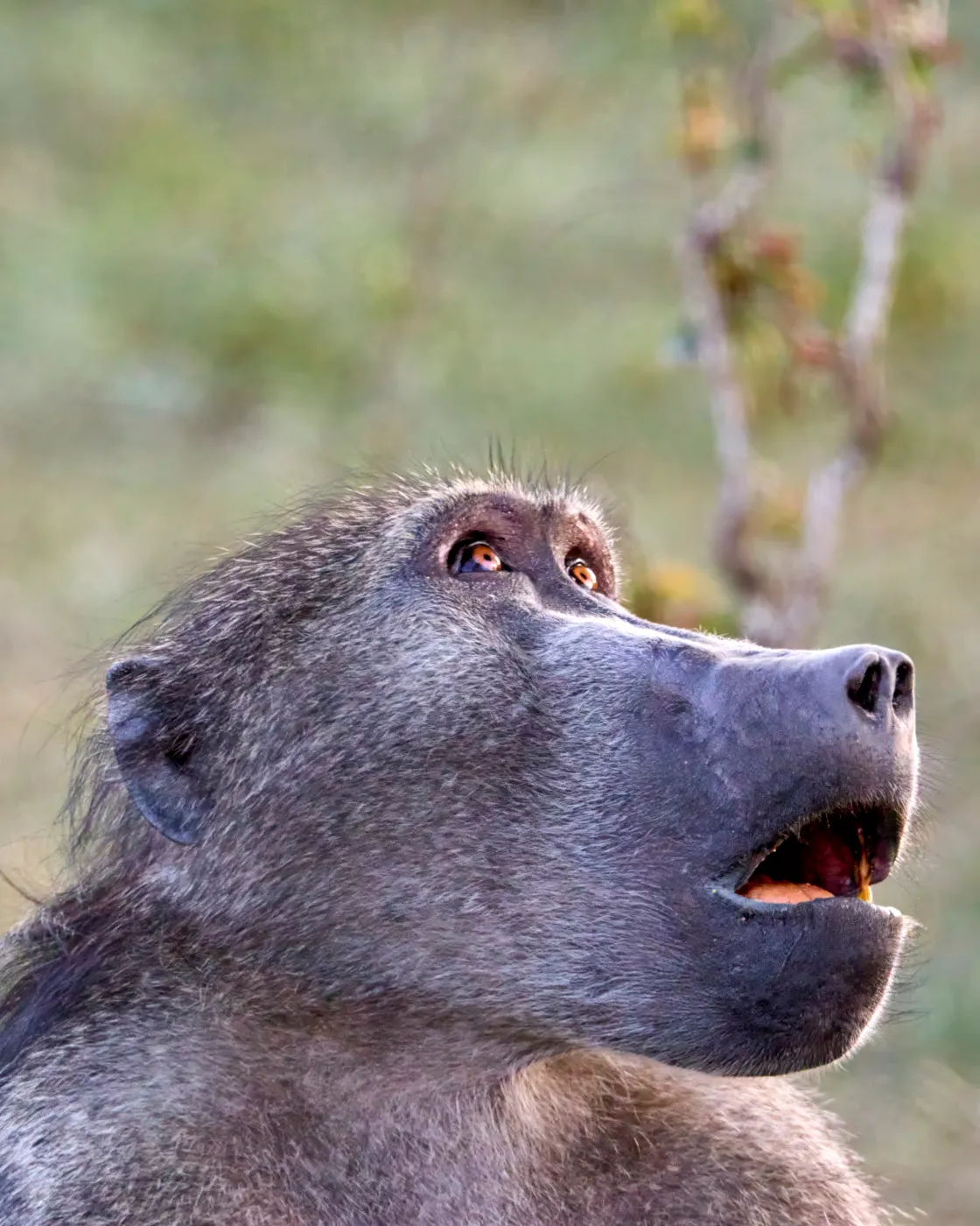 Baboon calling open mouth