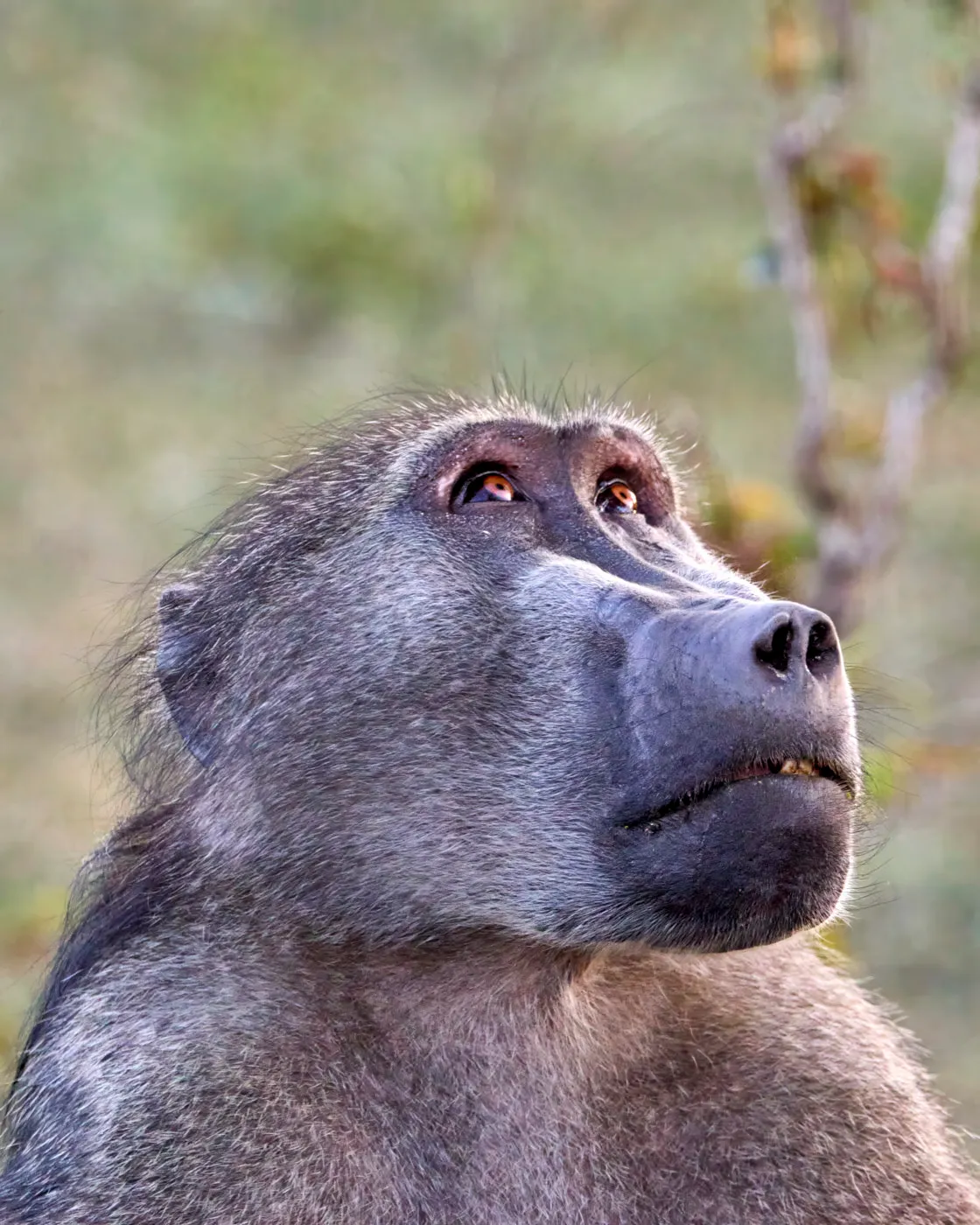 Baboon looking up portrait