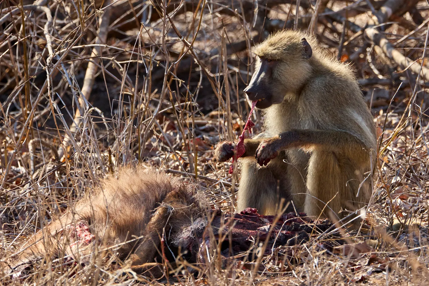 Baboon scavenging carcass