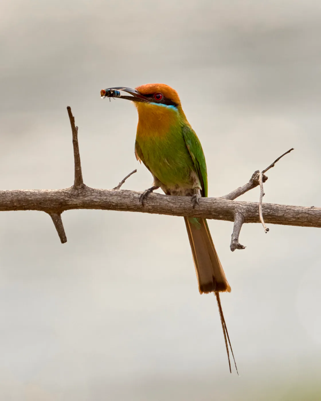 Bohms bee eater with insect