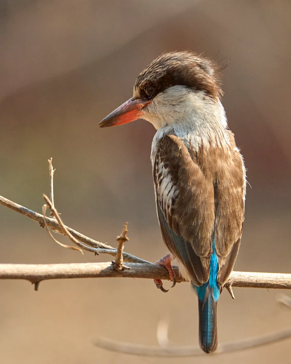 Brown hooded kingfisher branch