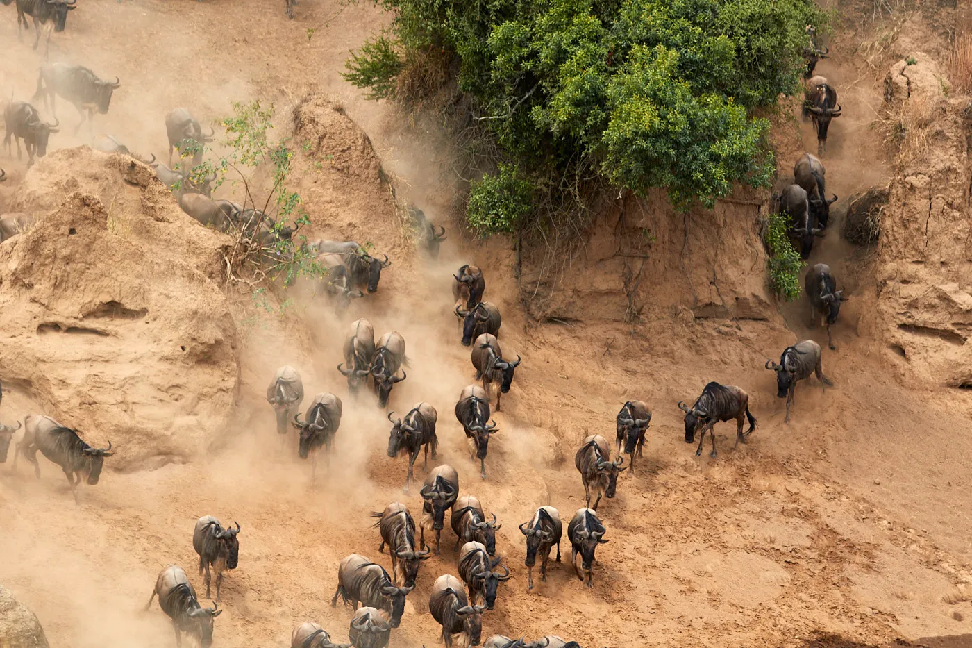 Buffalo herd dust aerial view