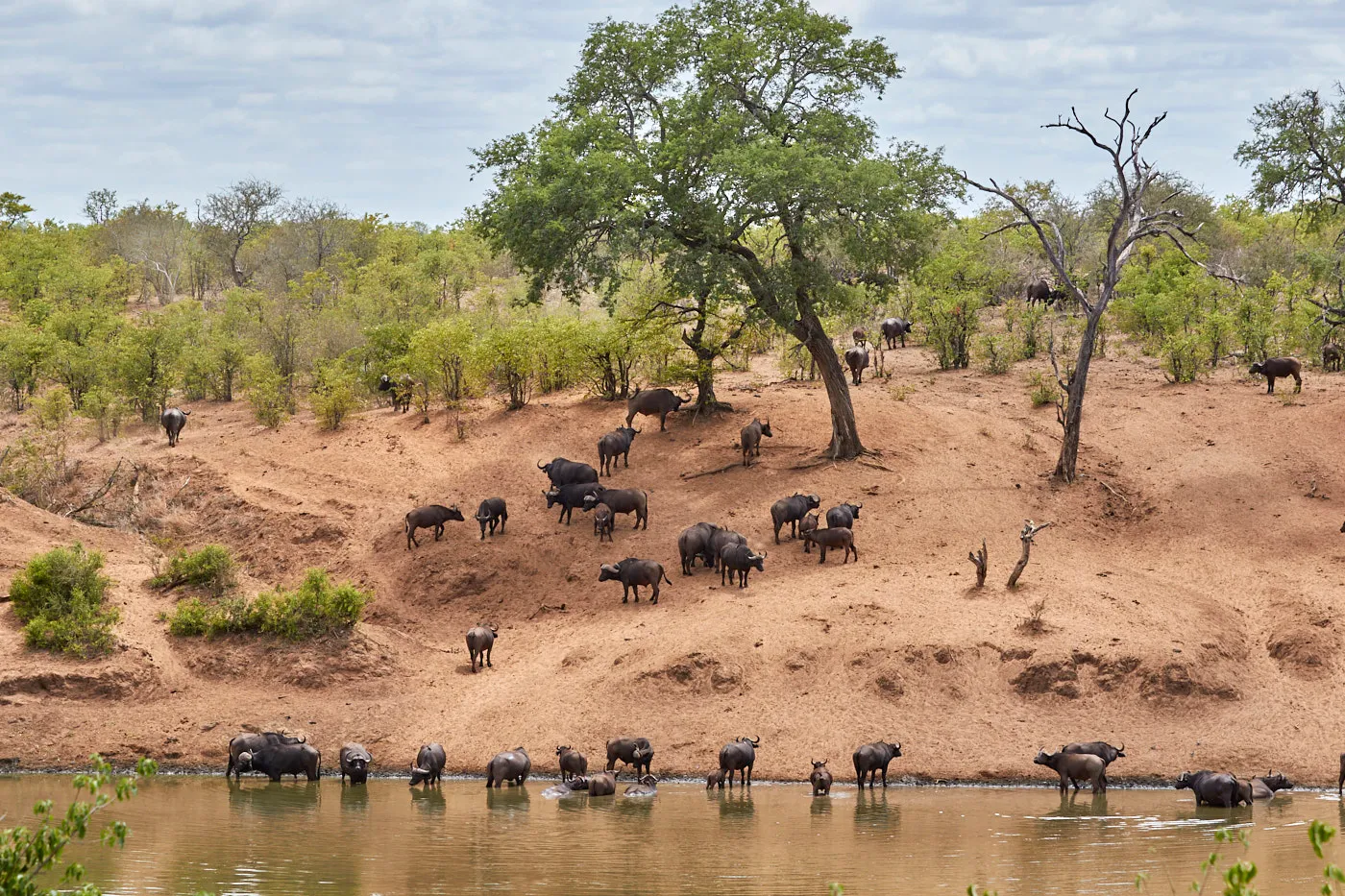 Buffalo herd waterhole bank
