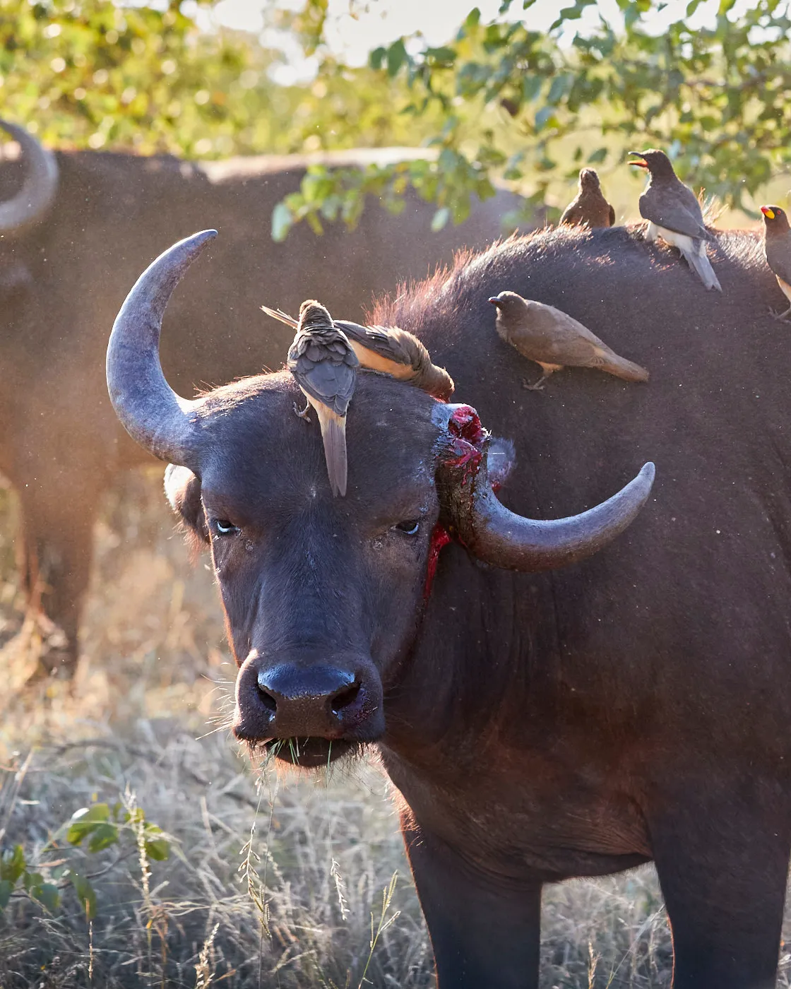Buffalo oxpeckers portrait