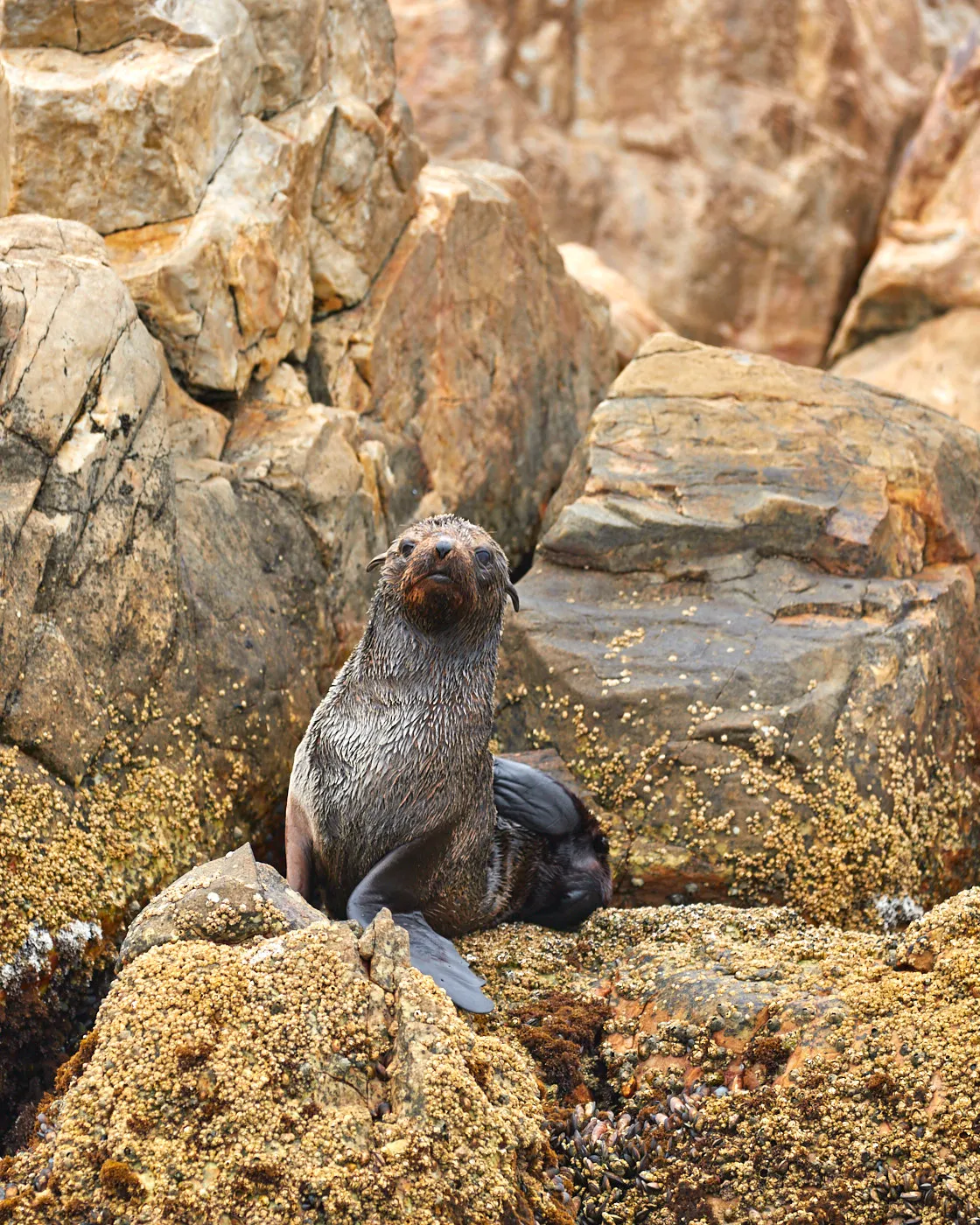 Cape fur seal on rocks