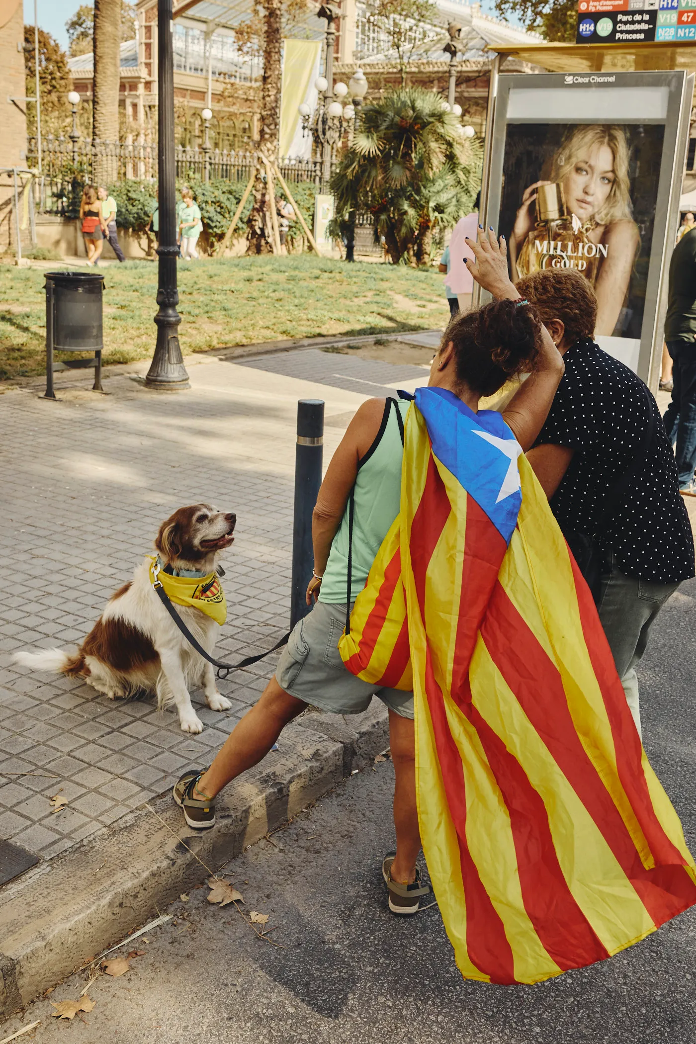 Catalan flag and dog street