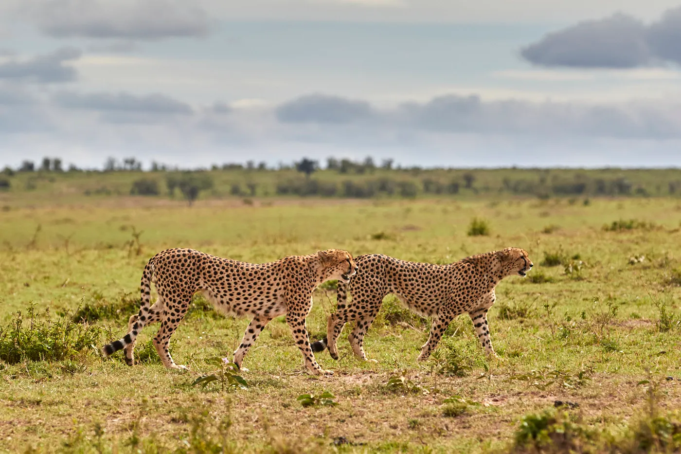 Cheetah brothers walking plains