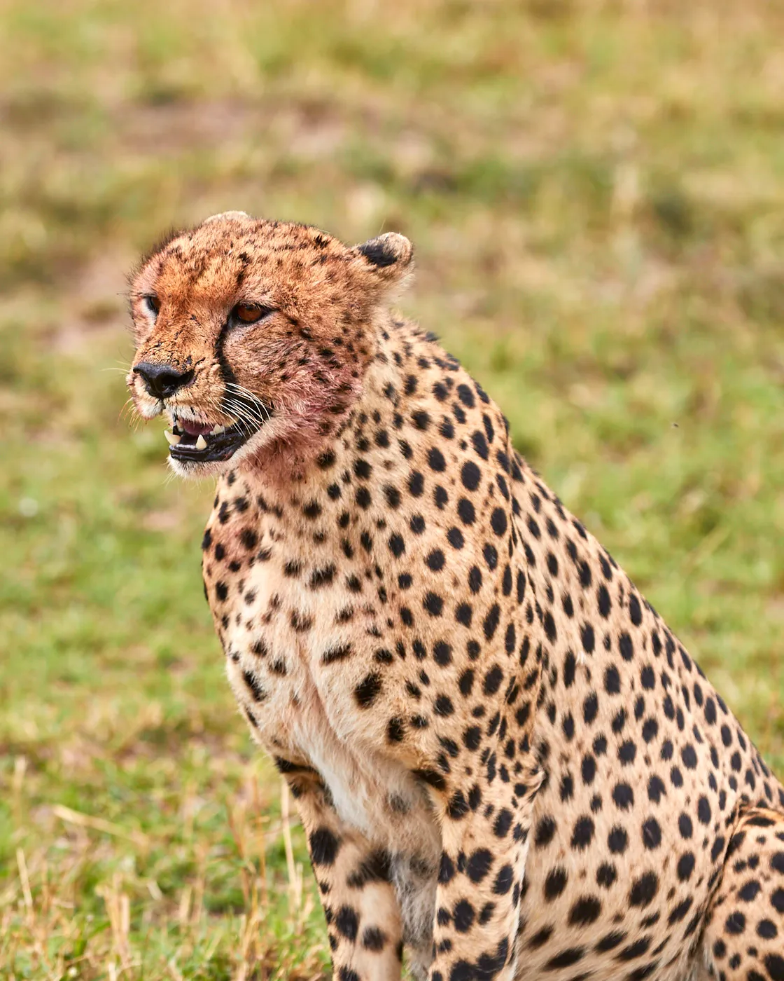 Cheetah portrait after feeding
