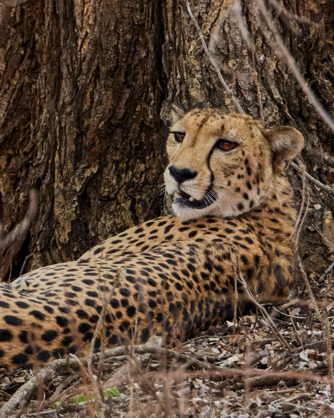 Cheetah resting tree shade