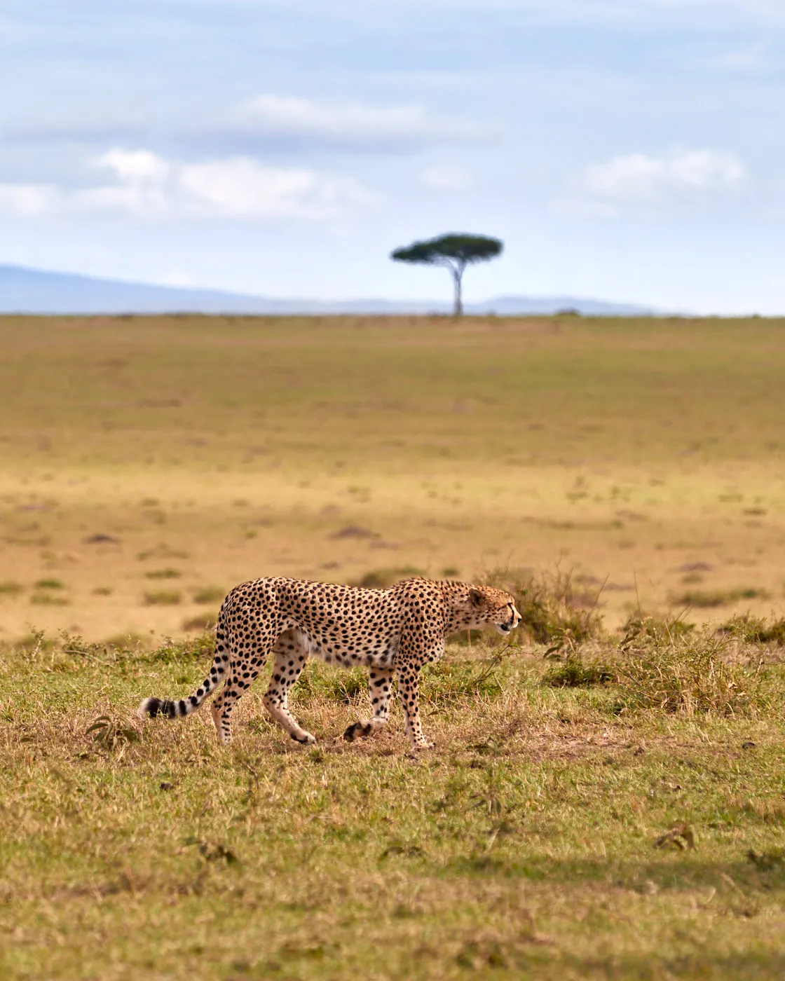Cheetah stalking open plains