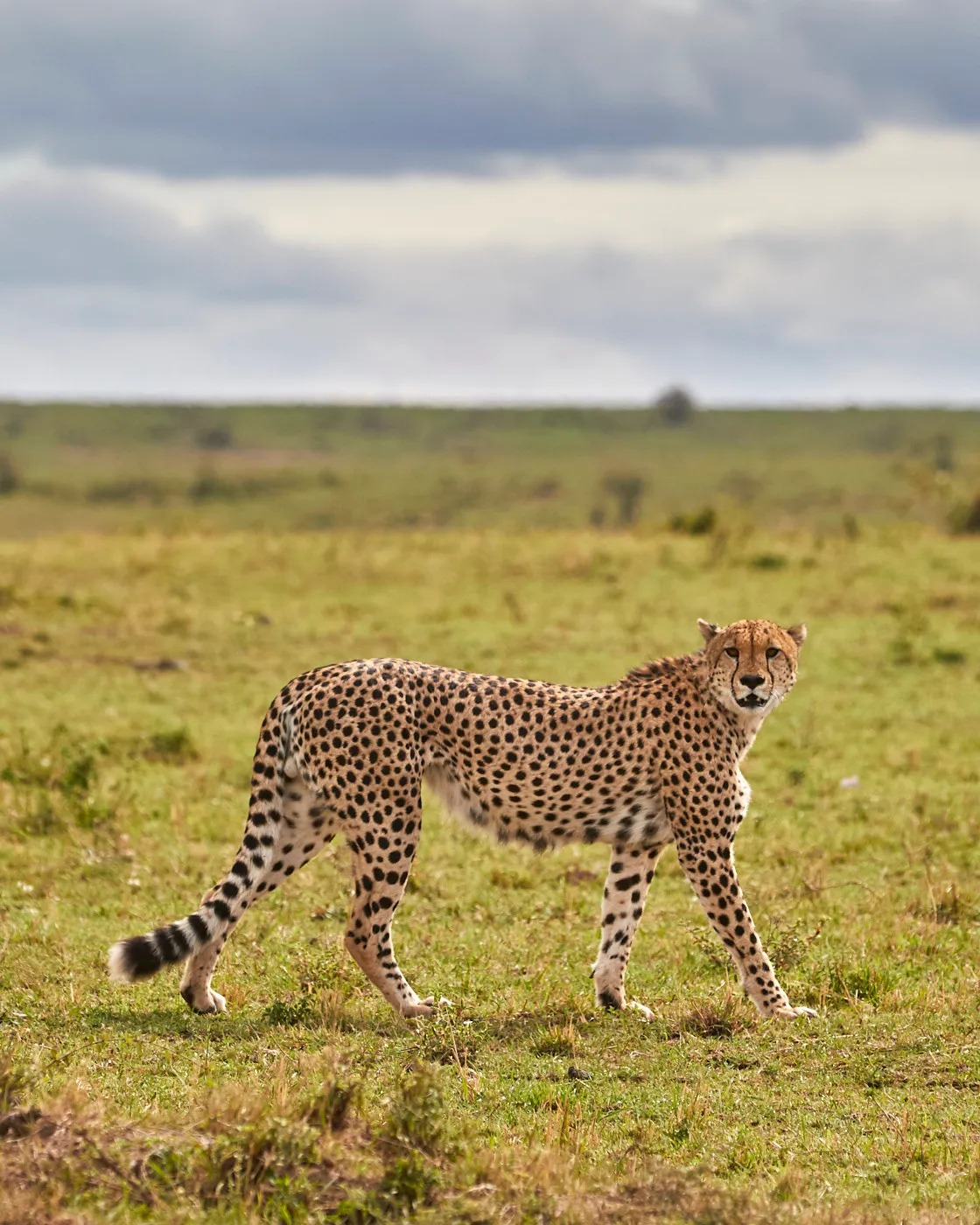 Cheetah walking green grassland
