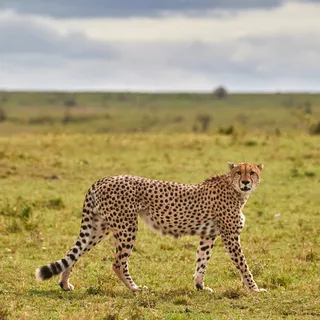 Cheetah walking green grassland