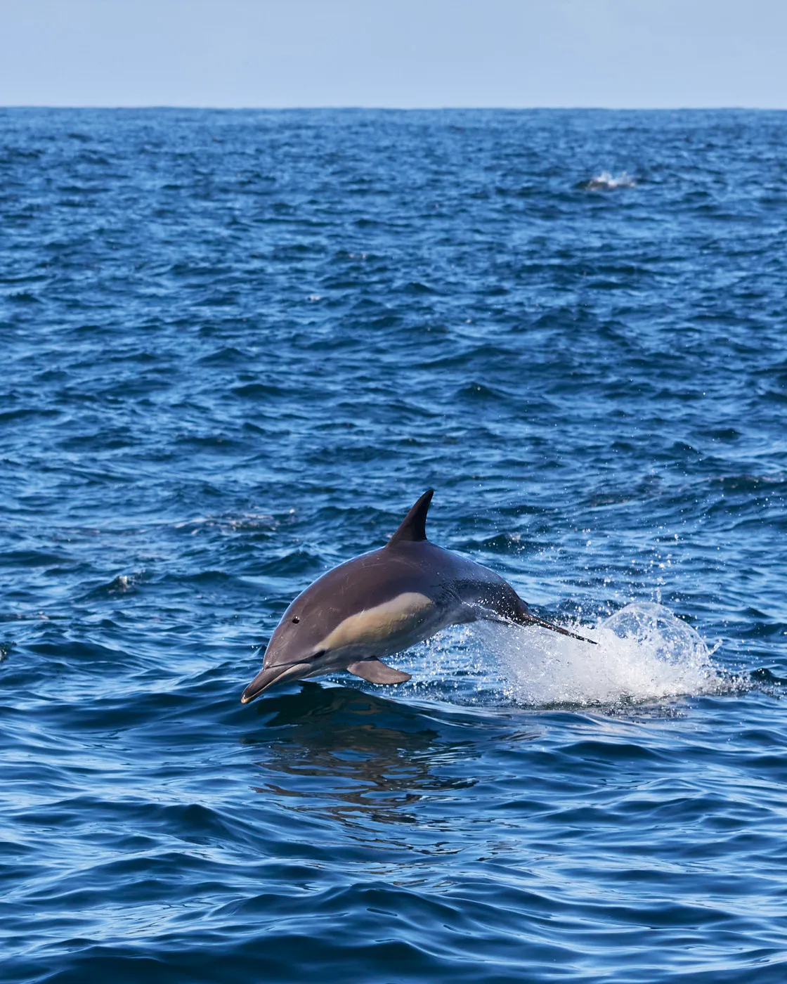 Common dolphin leaping ocean