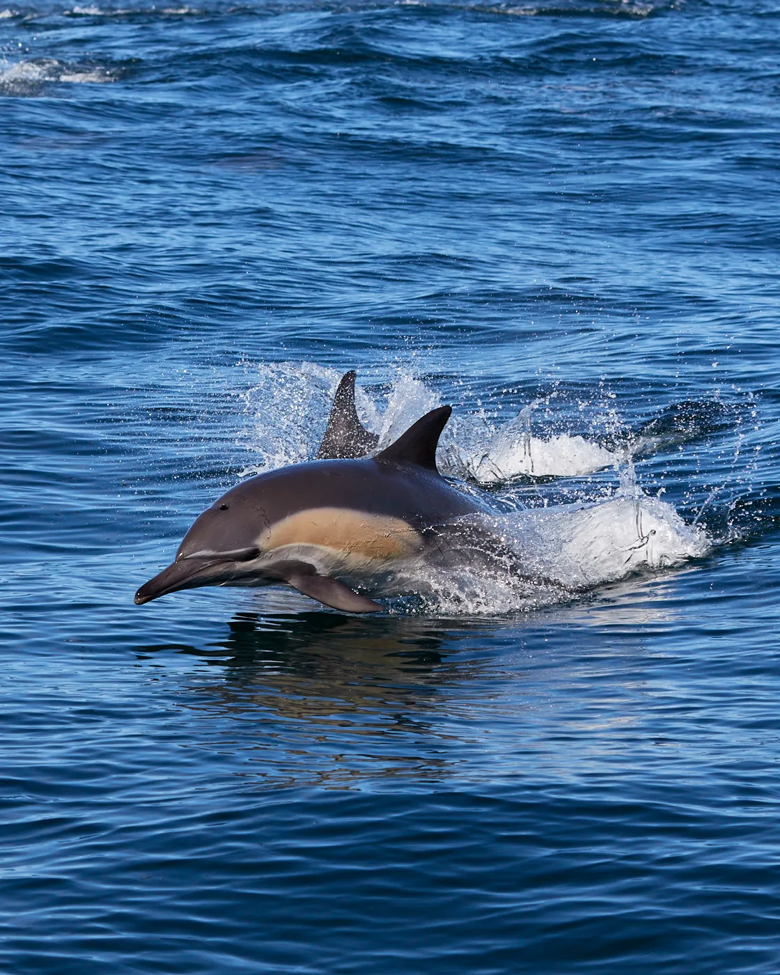 Common dolphin surfacing