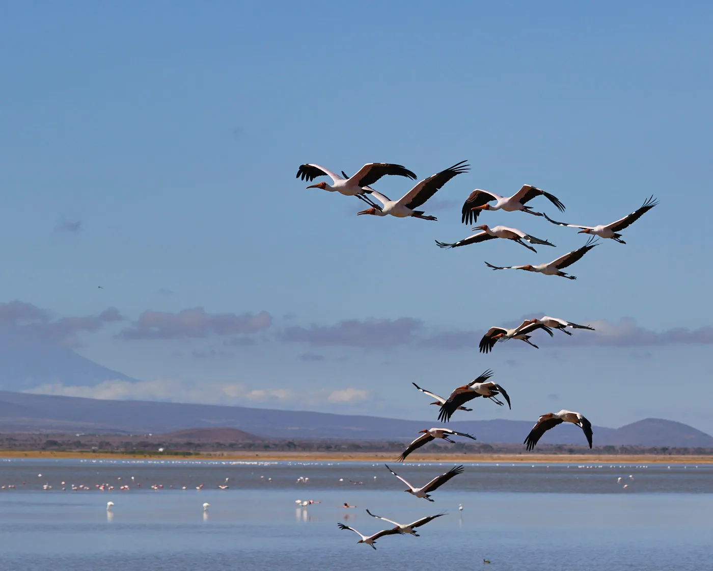 Crowned cranes in flight amboseli