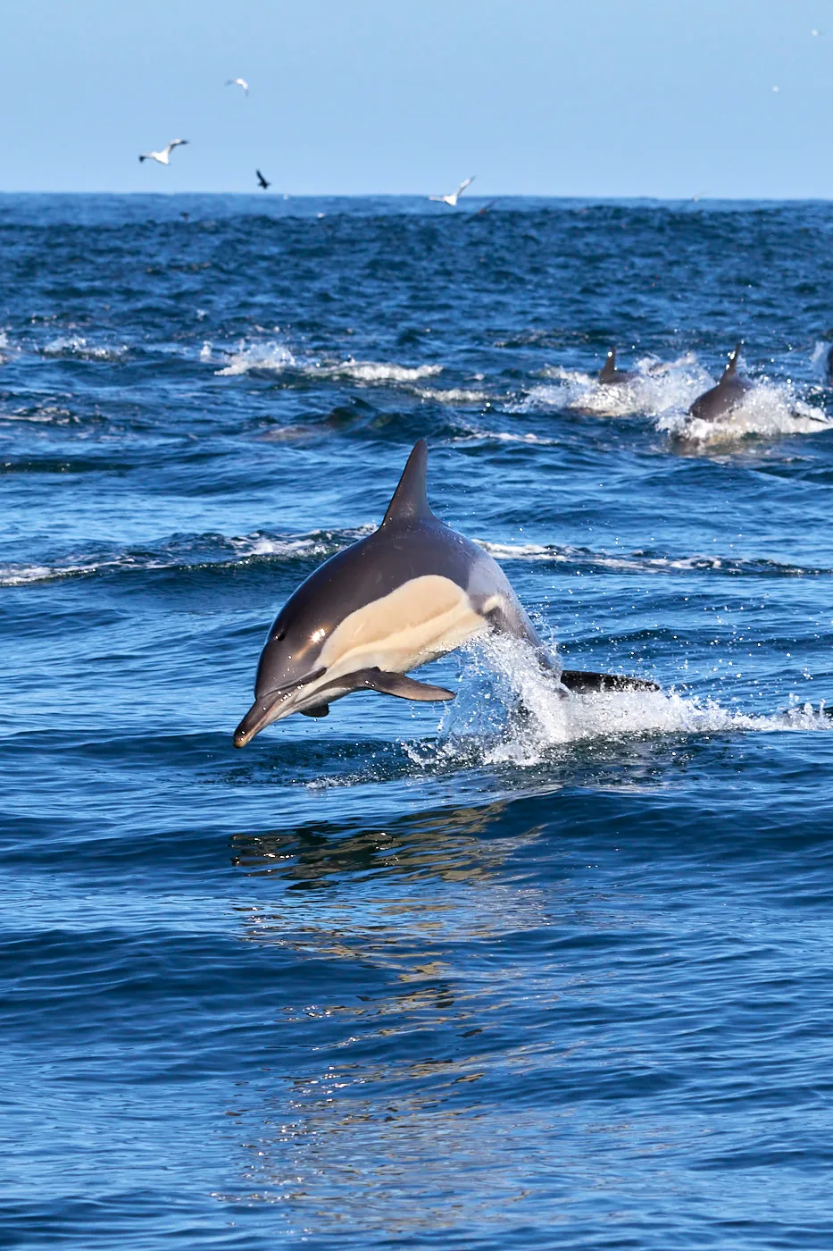 Dolphin breaching blue water