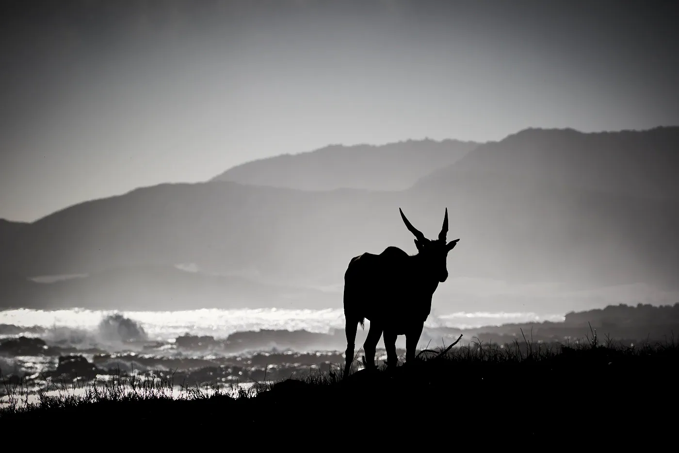 Eland silhouette monochrome