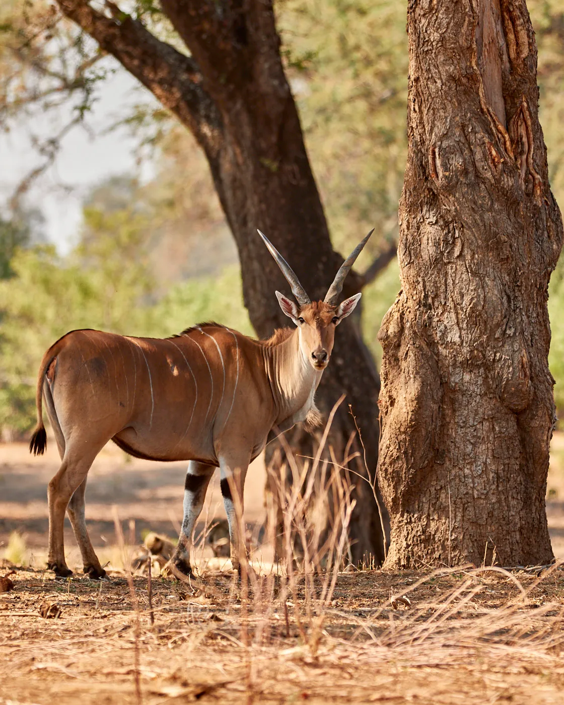Eland standing in tree shade