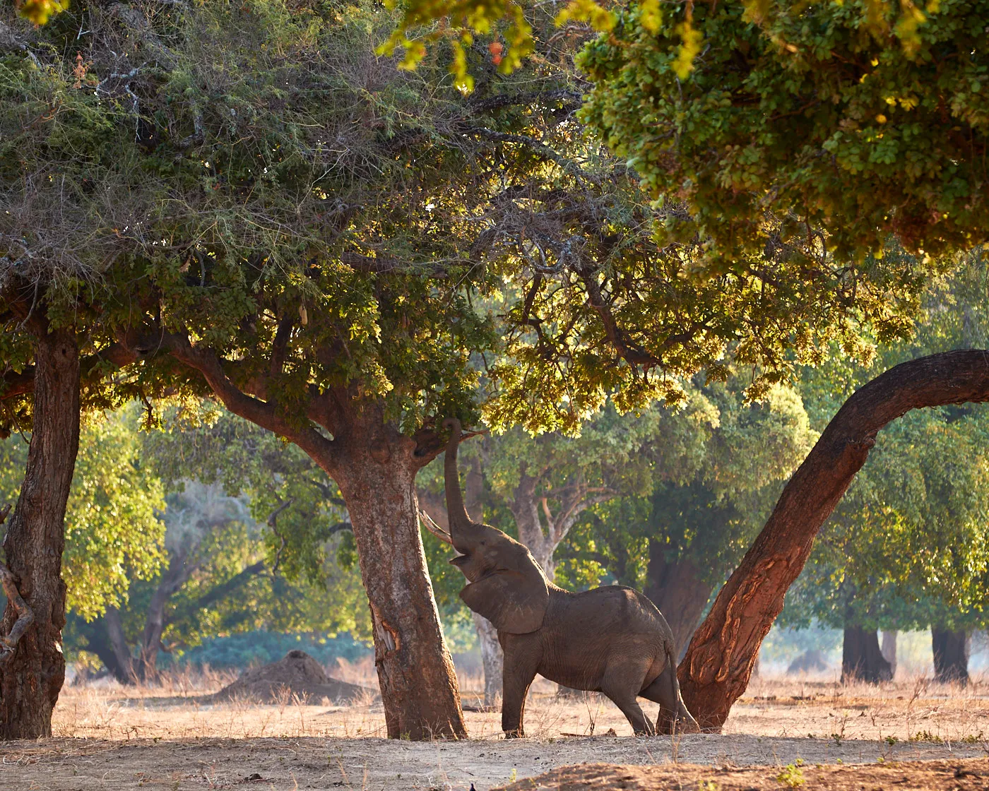 Elephant albida forest mana pools