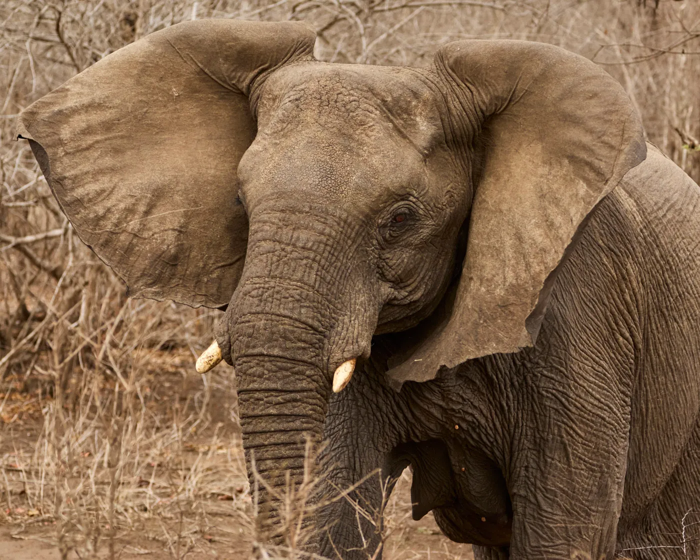 Elephant bull portrait dry bush