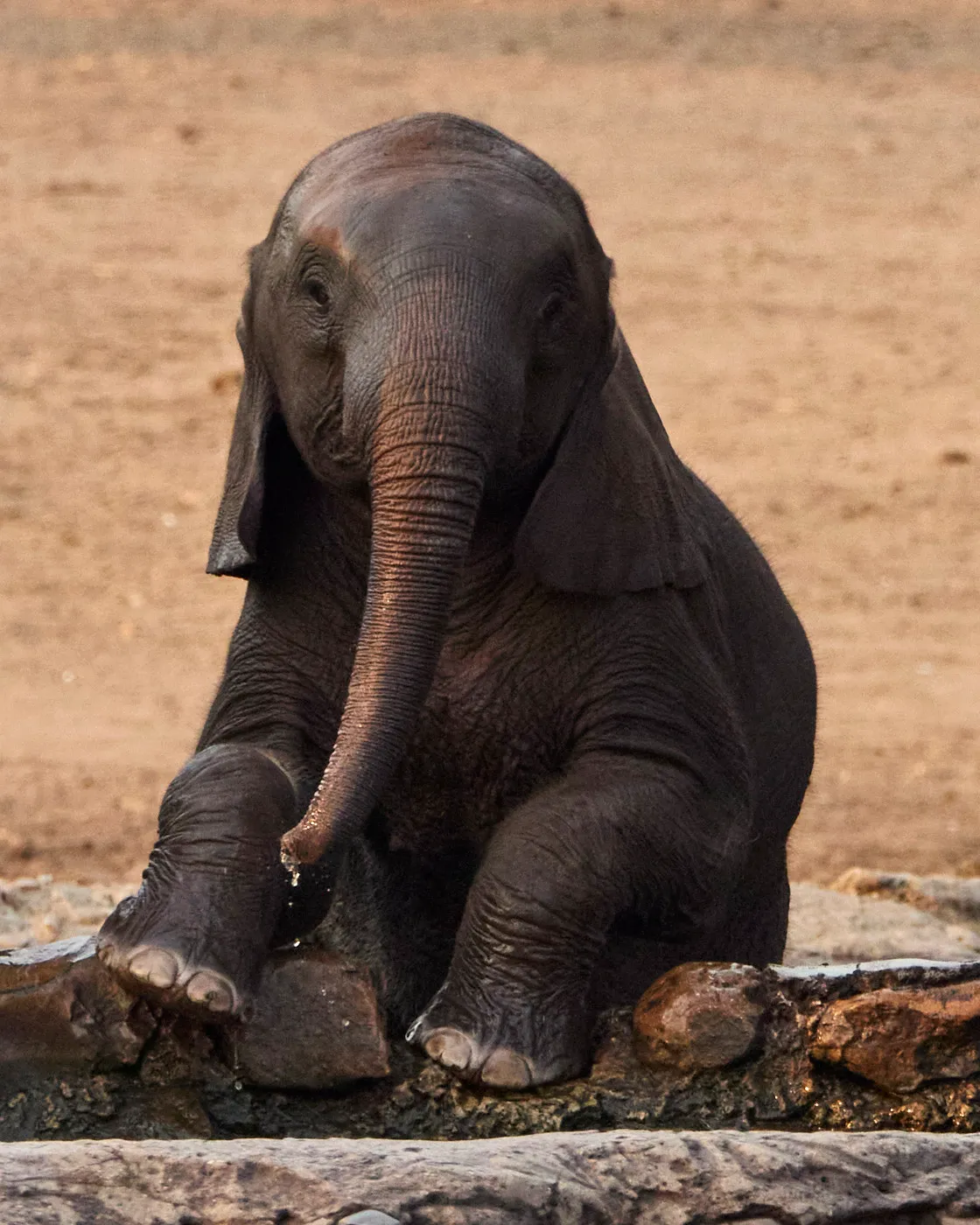Elephant calf climbing waterhole