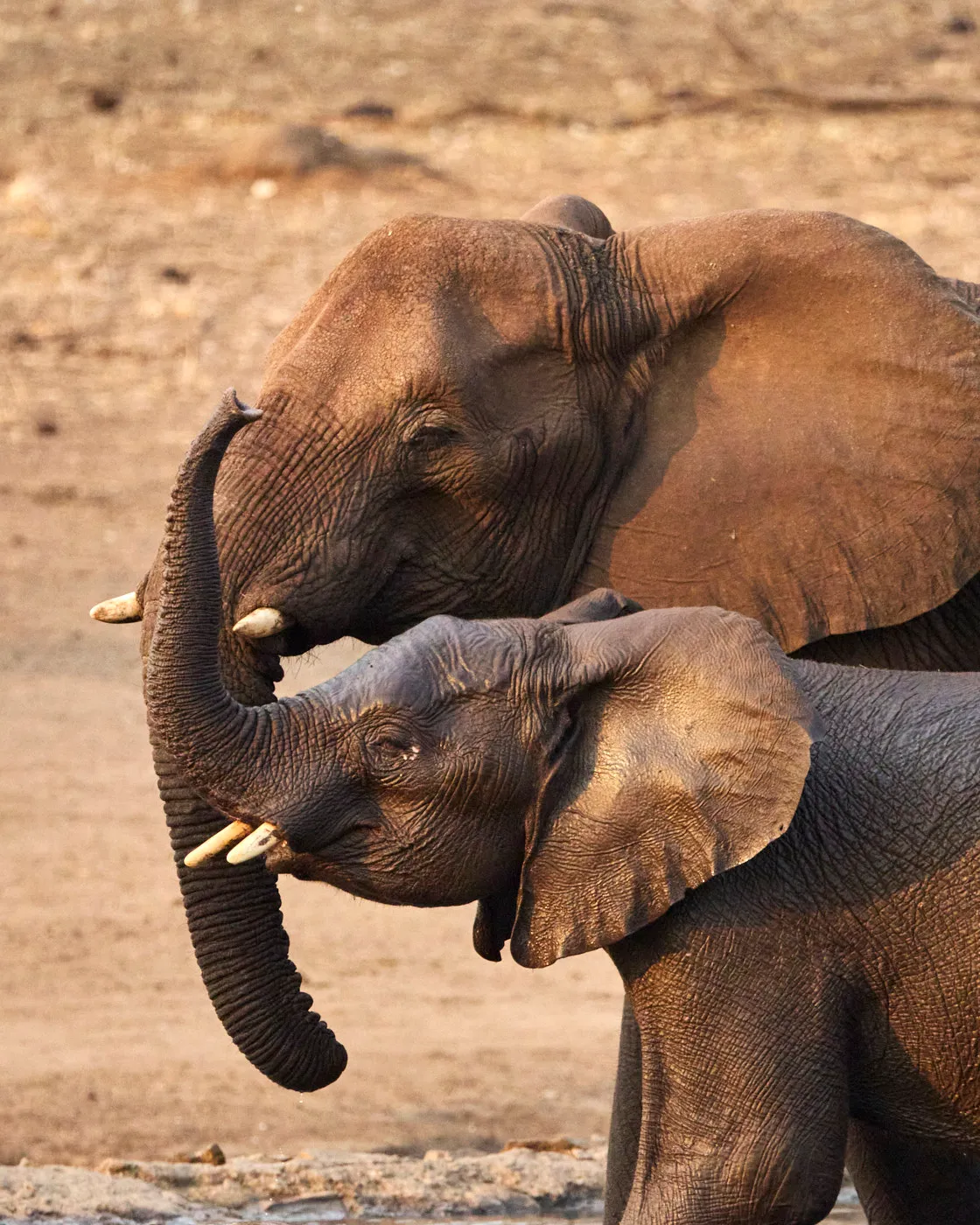 Elephant calf trunk embrace