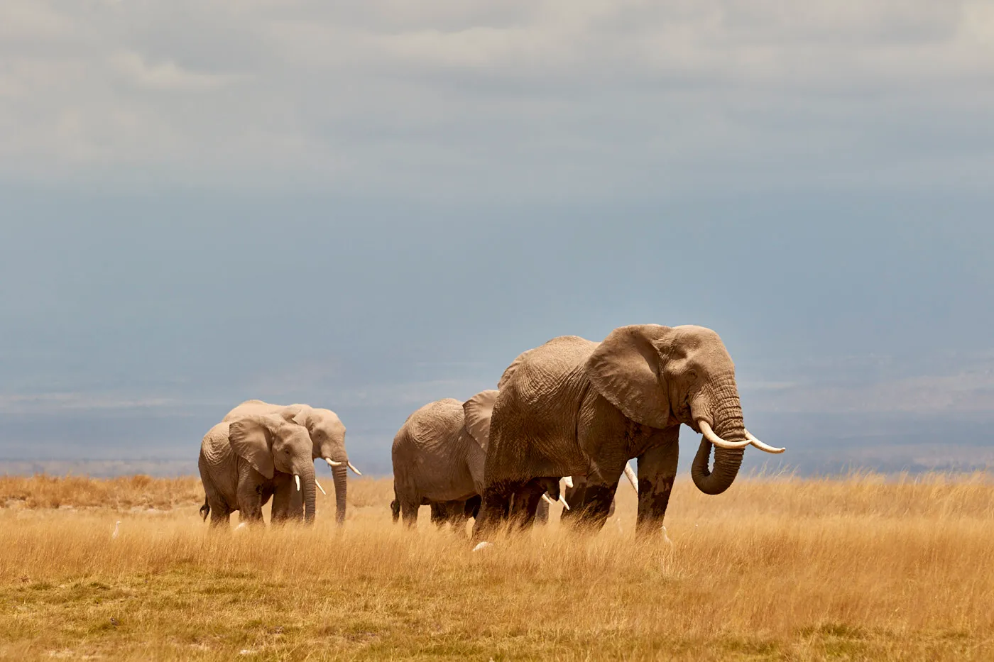 Elephant family golden plains