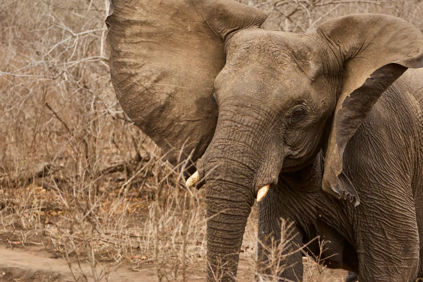 Elephant feeding dry season