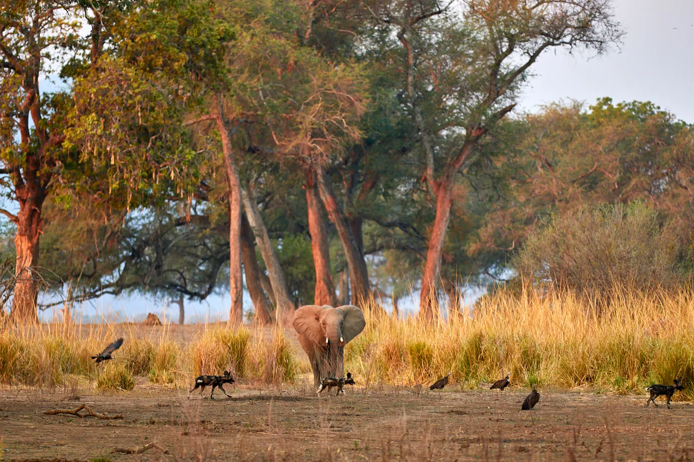 Elephant forest clearing mana pools
