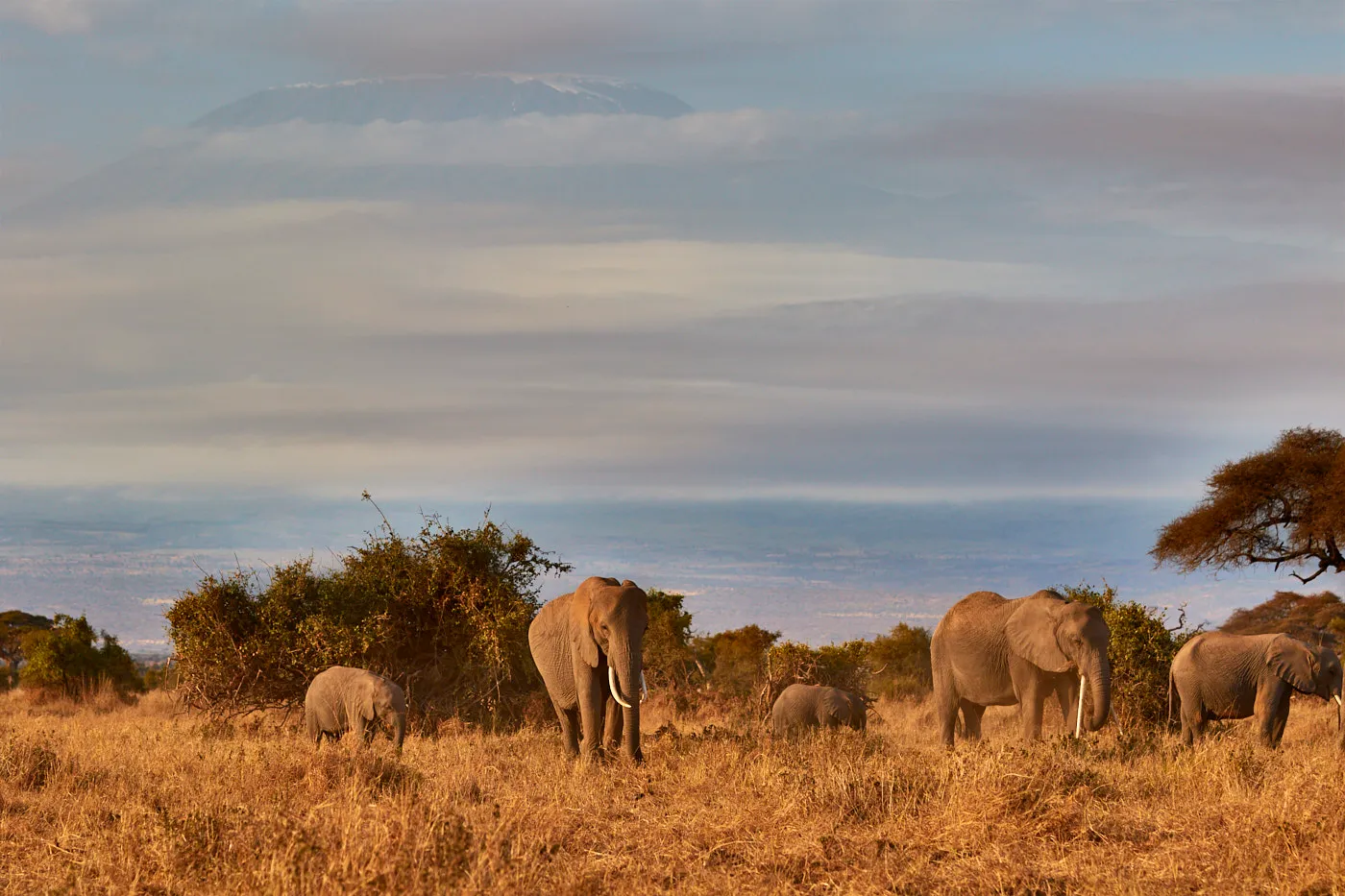 Elephant herd kilimanjaro amboseli