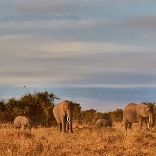 Elephant herd kilimanjaro amboseli