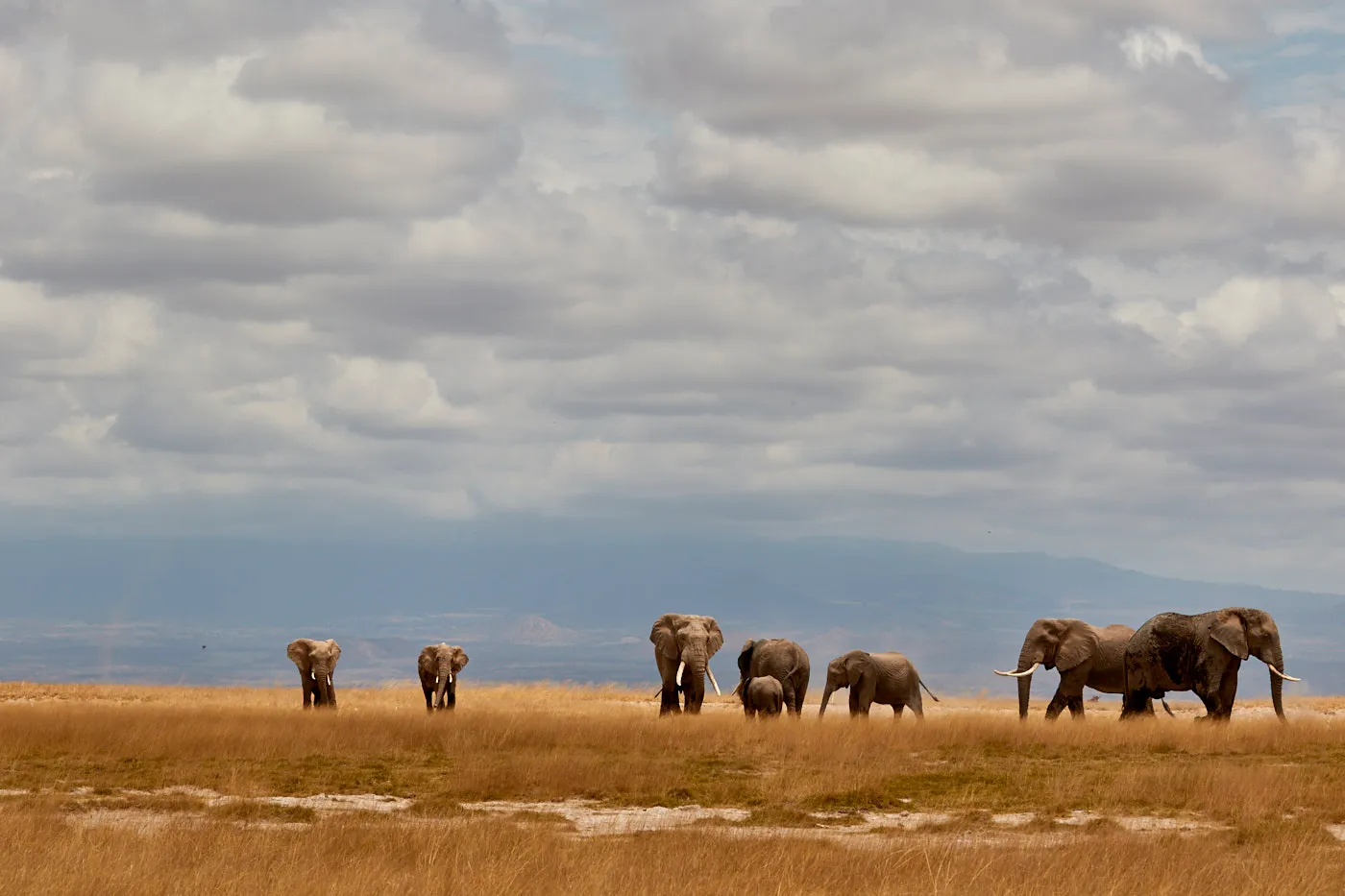 Elephant herd line storm clouds