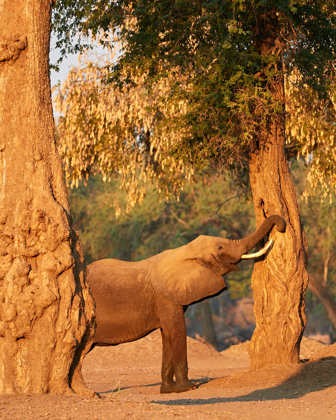 Elephant reaching into tree mana pools