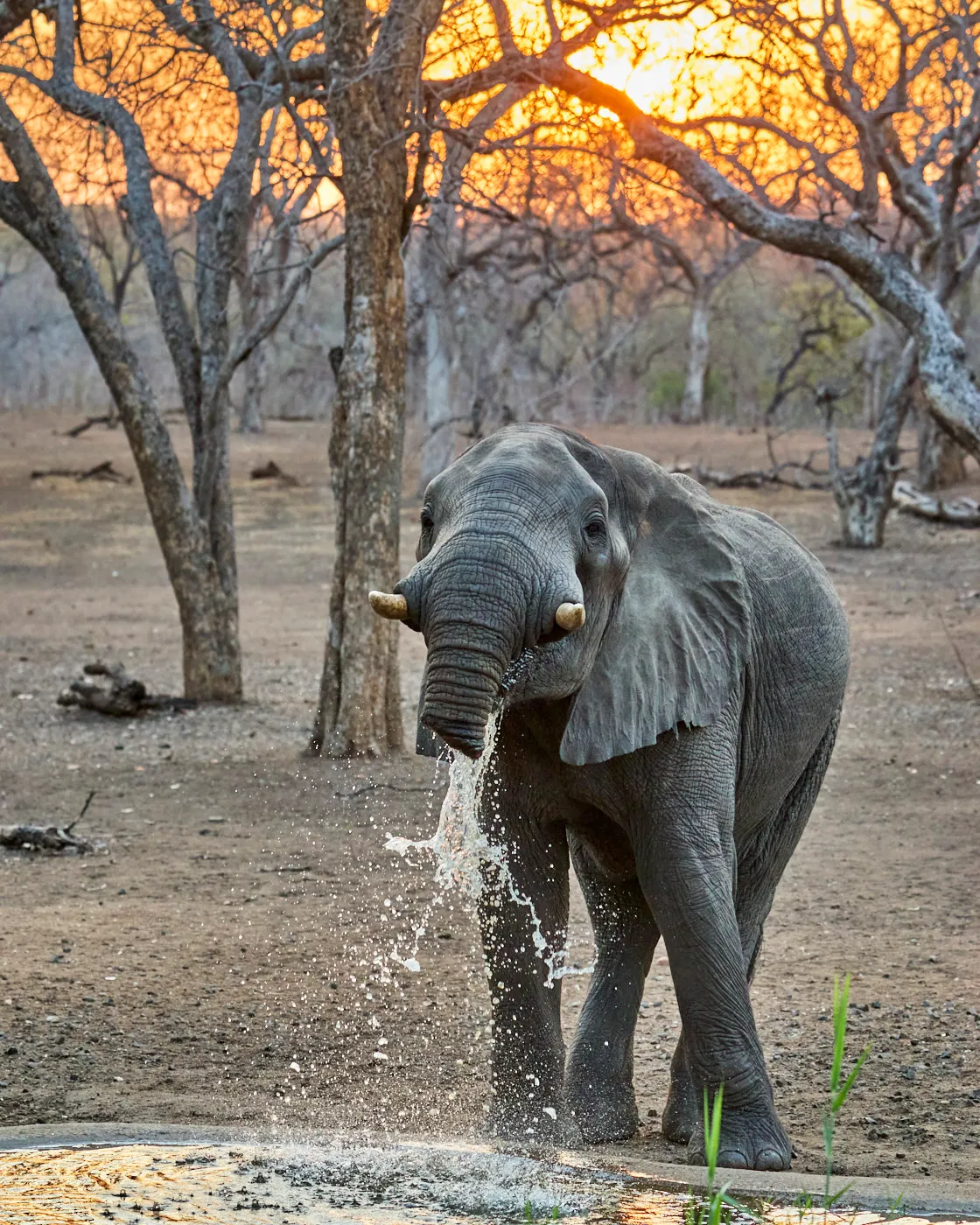 Elephant splashing sunset forest