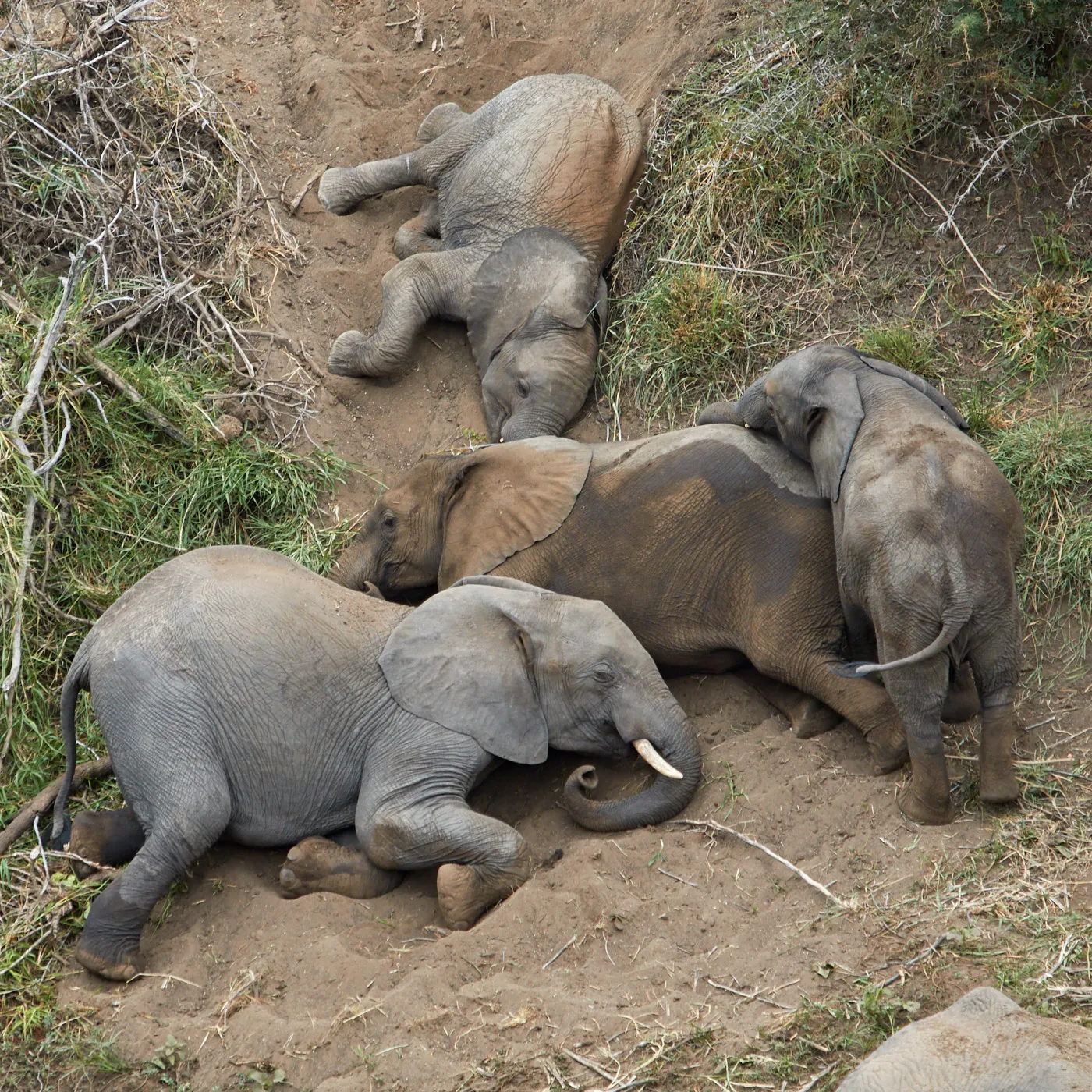 Elephants mud bath riverbank