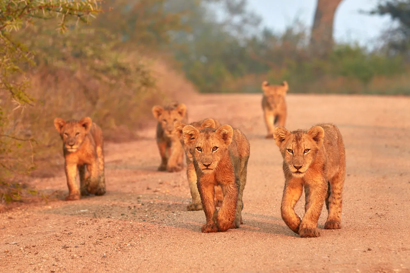 Five lion cubs walking road