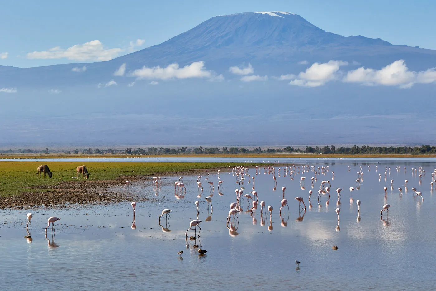 Flamingos lake mount kilimanjaro