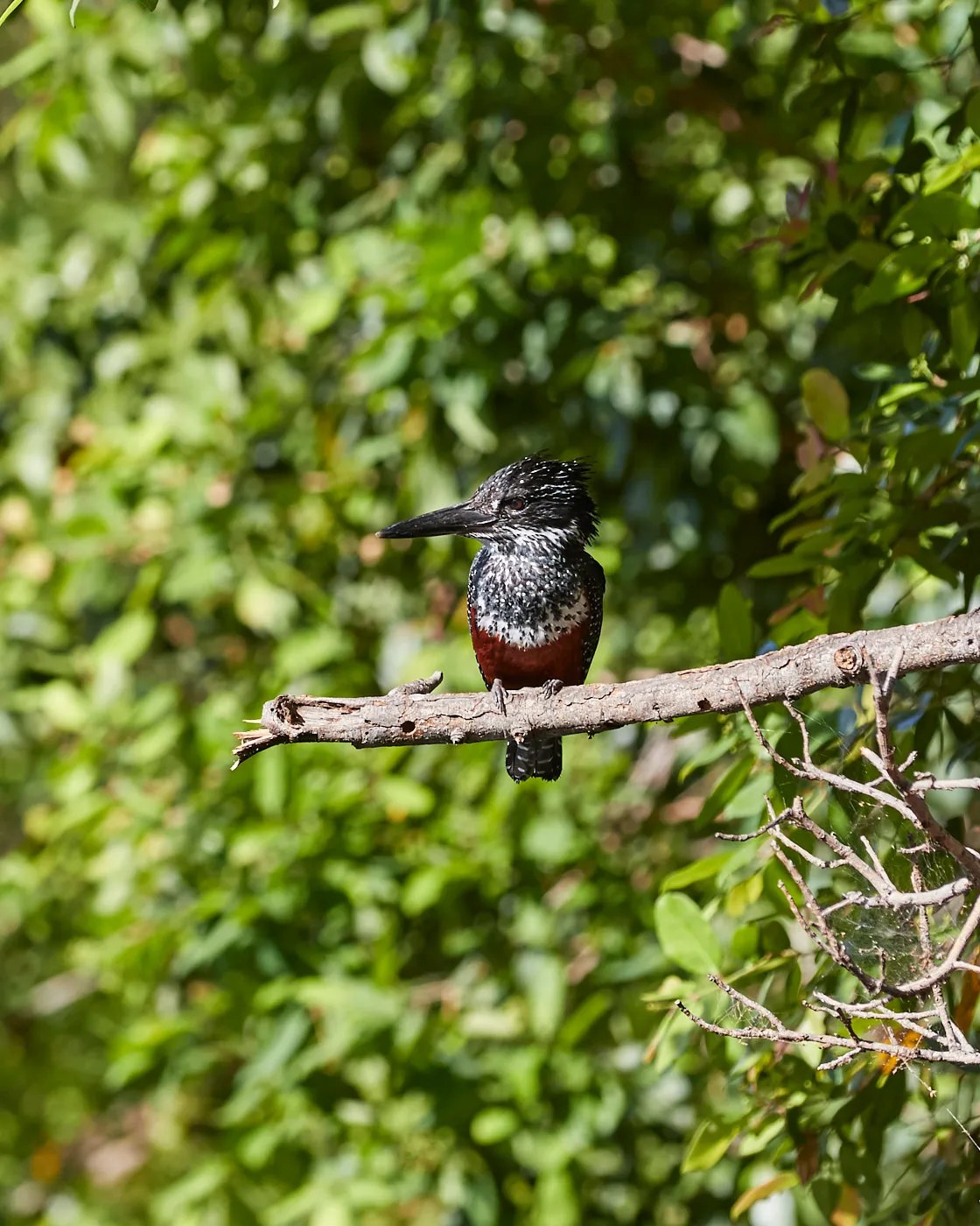 Giant kingfisher perched branch