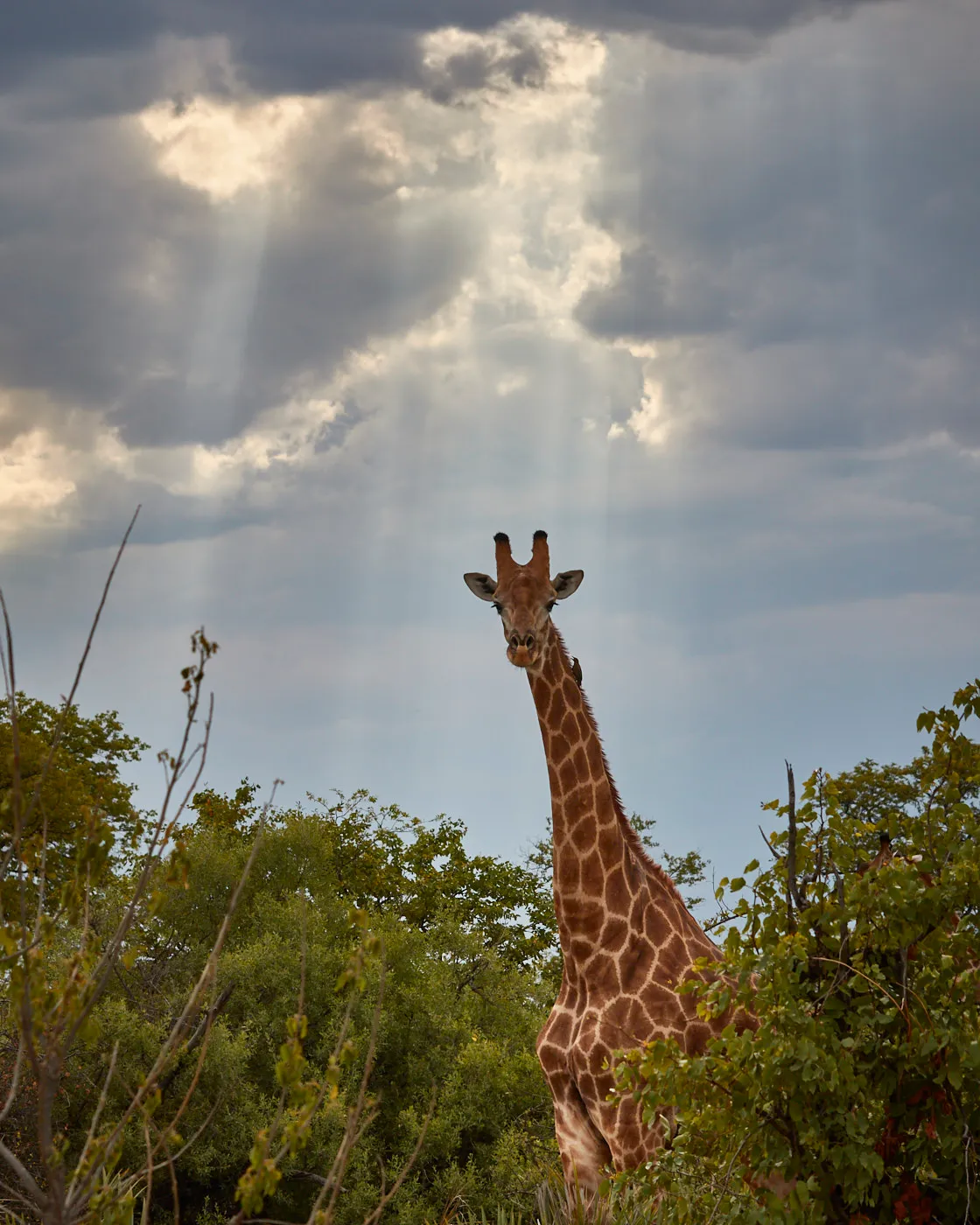 Giraffe under sun rays clouds