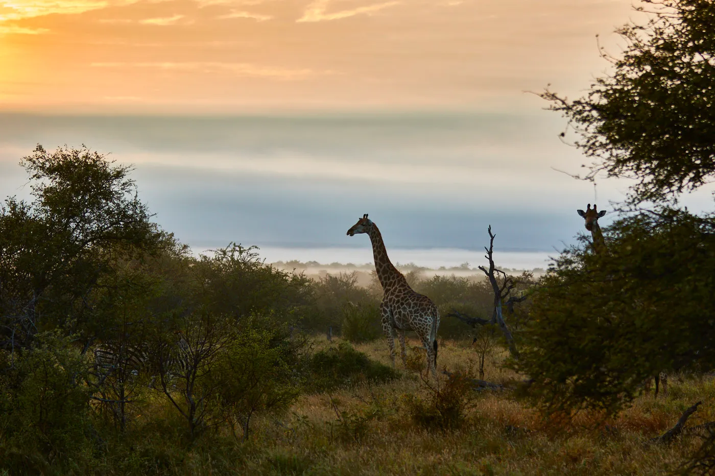 Giraffes sunset bushveld