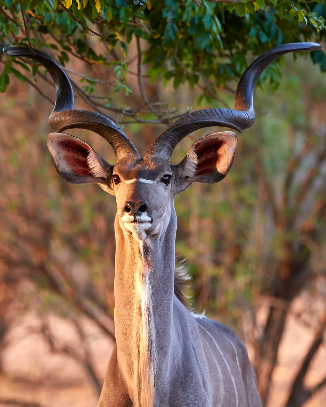 Greater kudu portrait spiral horns