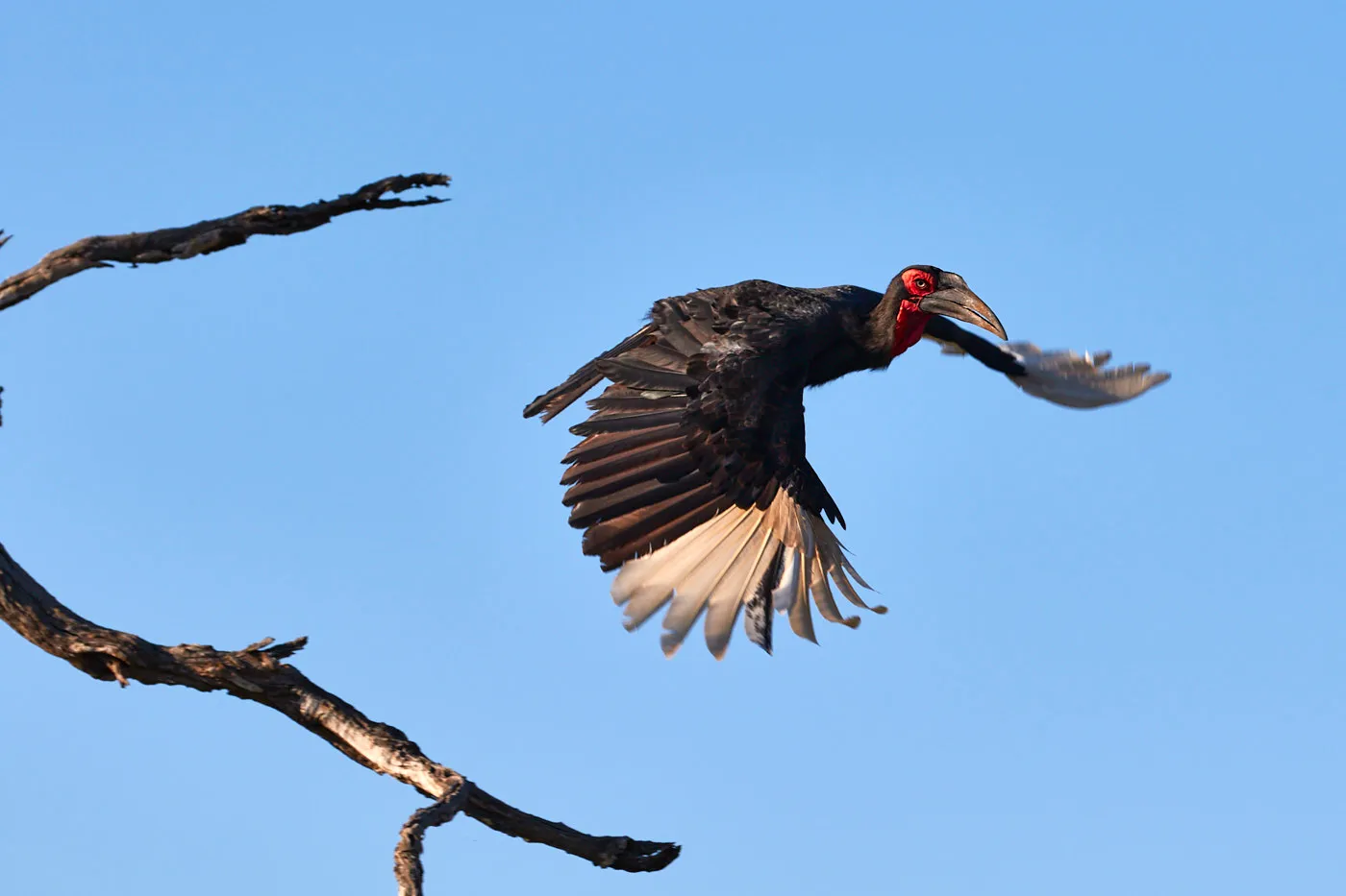 Ground hornbill flying with prey