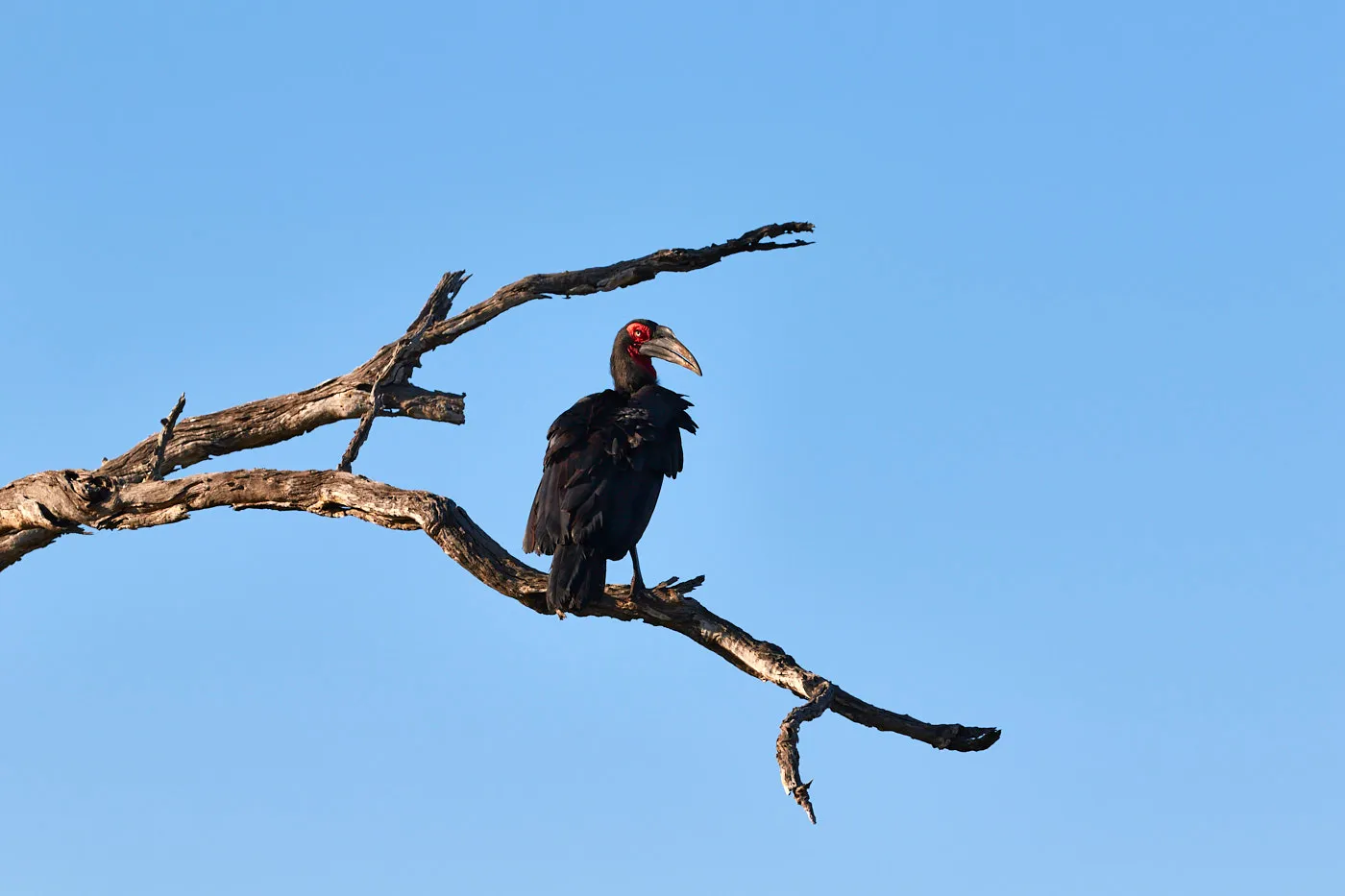 Ground hornbill perched dead tree
