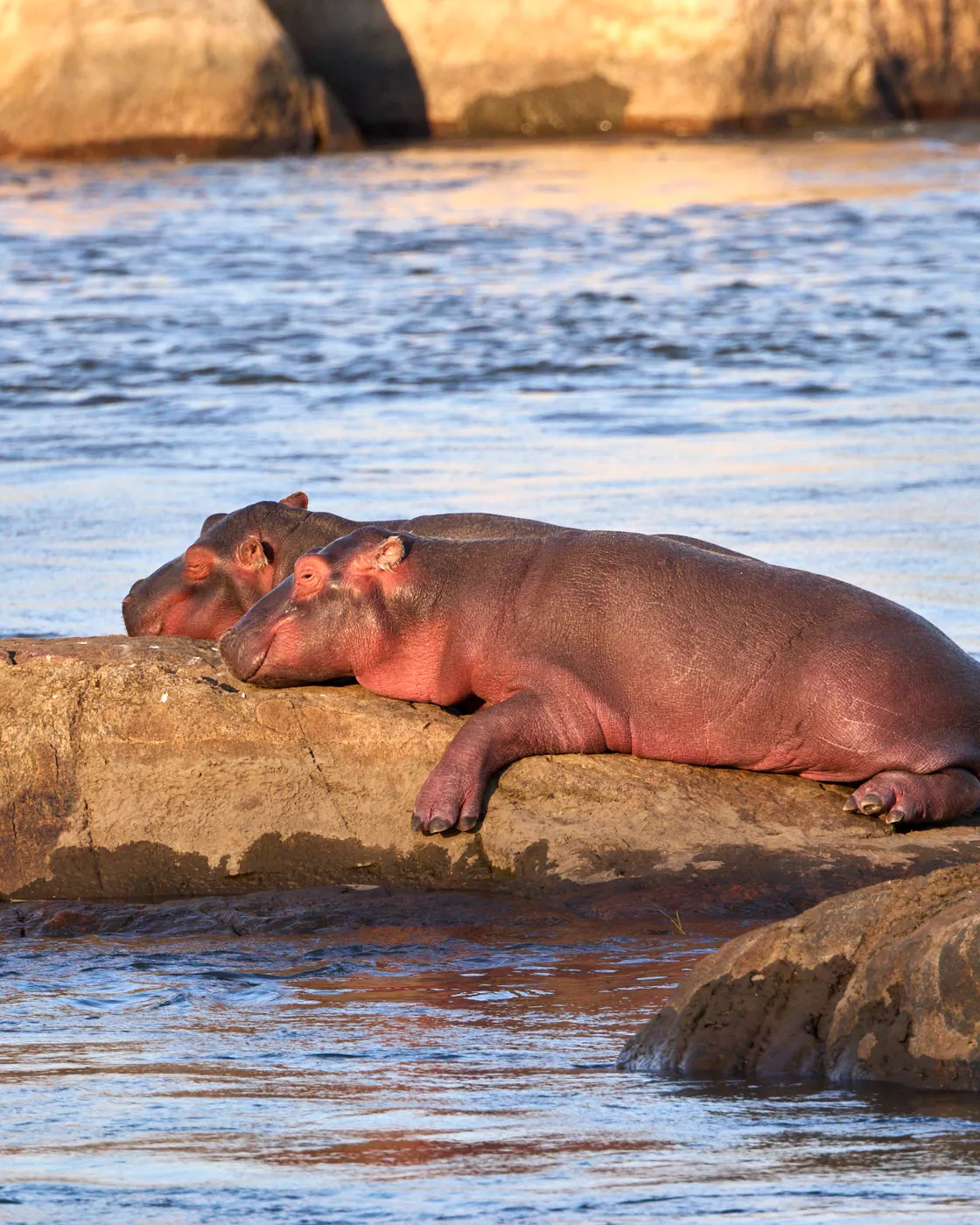 Hippo calf resting rock river