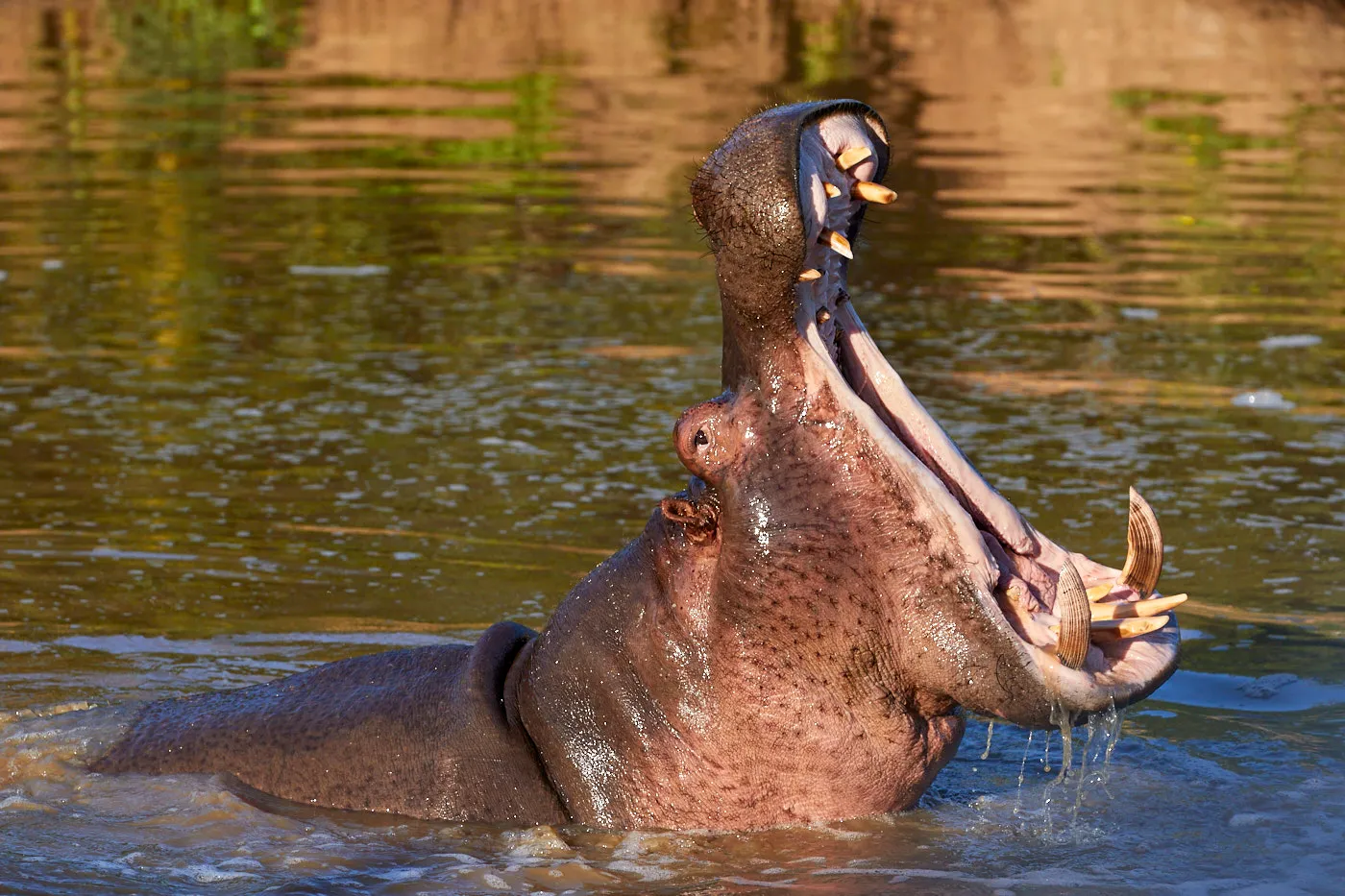 Hippo yawning open mouth