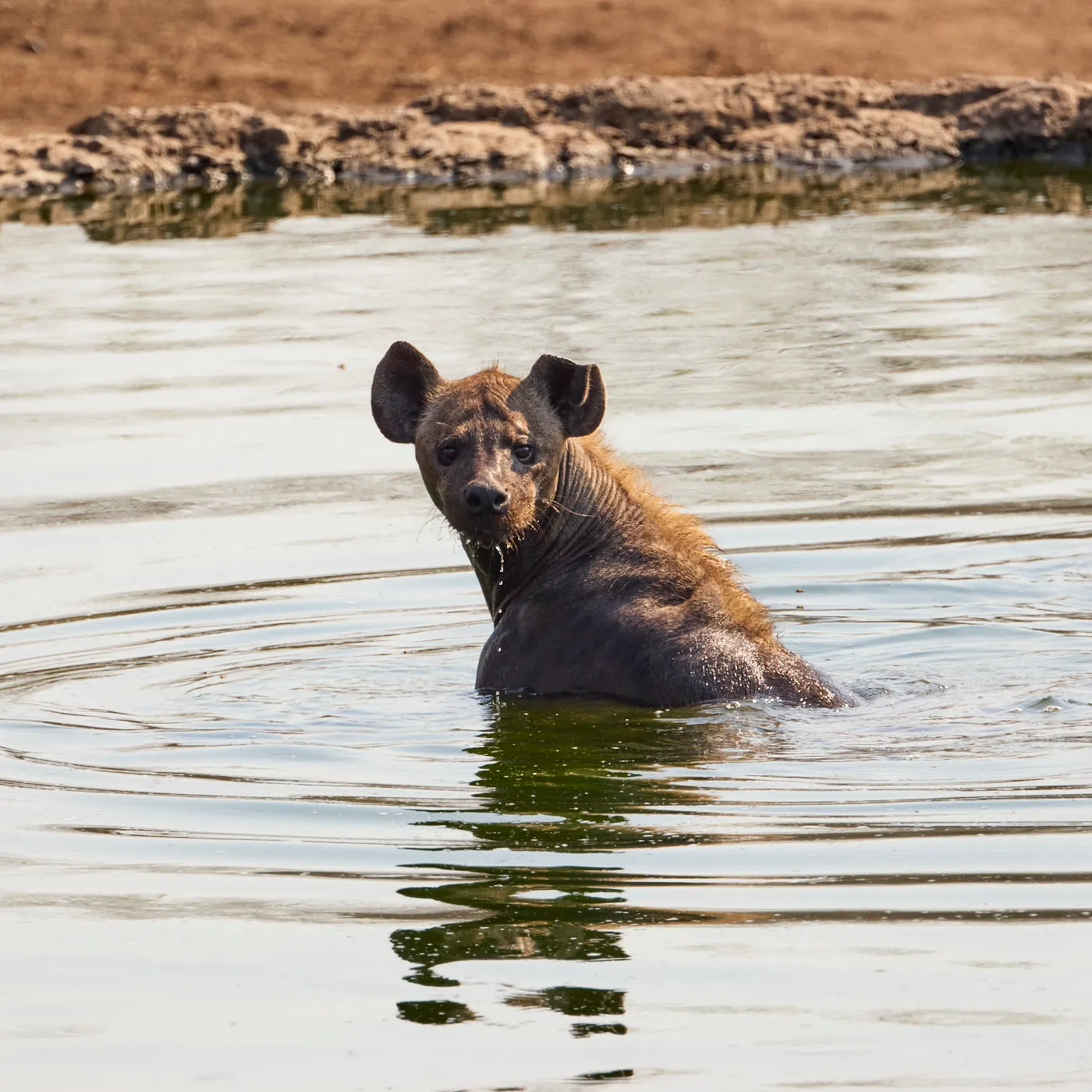 Hyena cooling off waterhole
