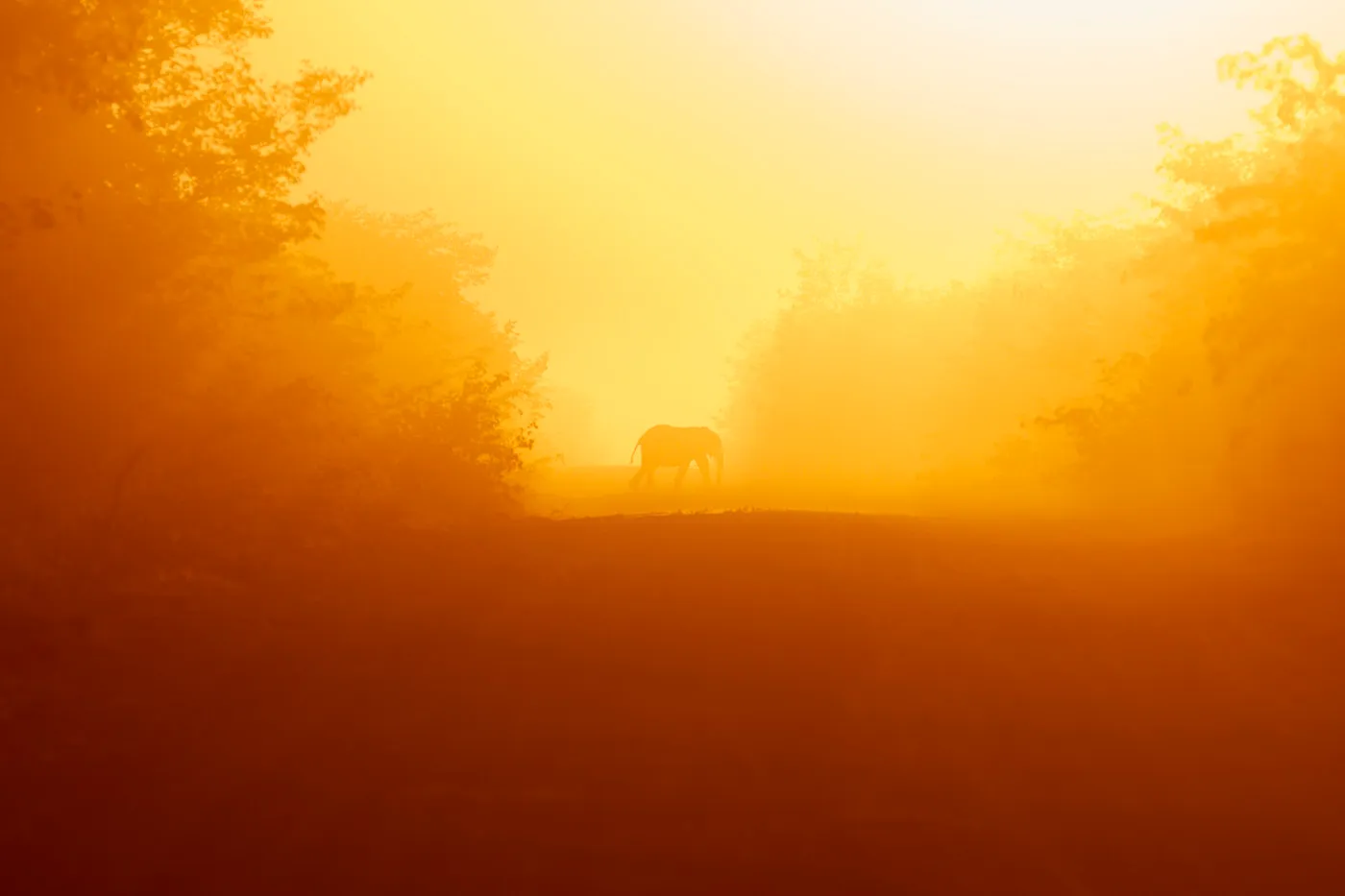 Hyena silhouette golden dust dawn