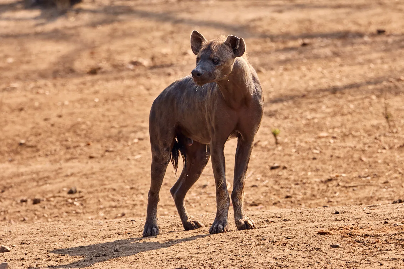 Hyena standing dry riverbed